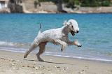 BEDLINGTON TERRIER 071